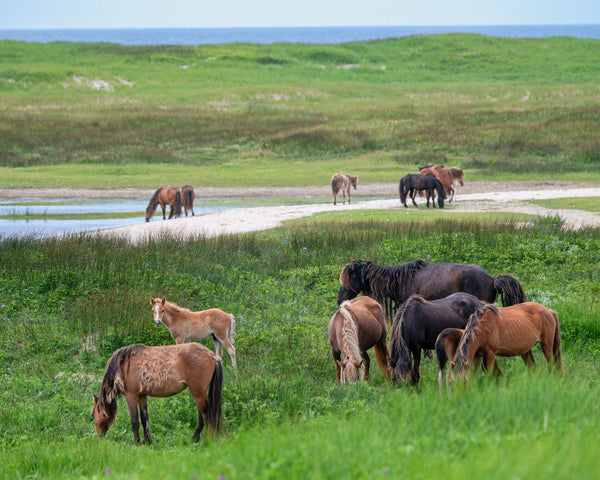 Eagle Eye Tours - Sable Island Cruise