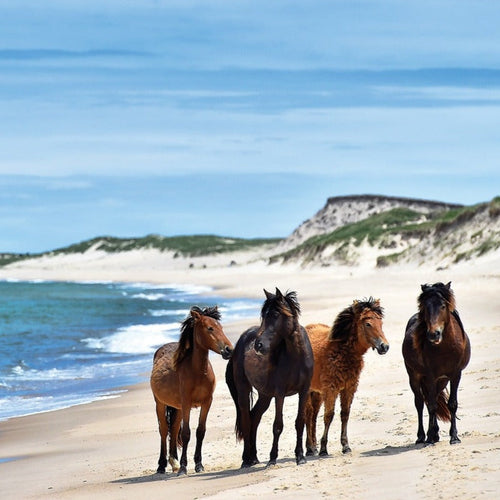 Atlantic Island Odyssey for Jun 27 - Jul 8, 2024 / Category 2