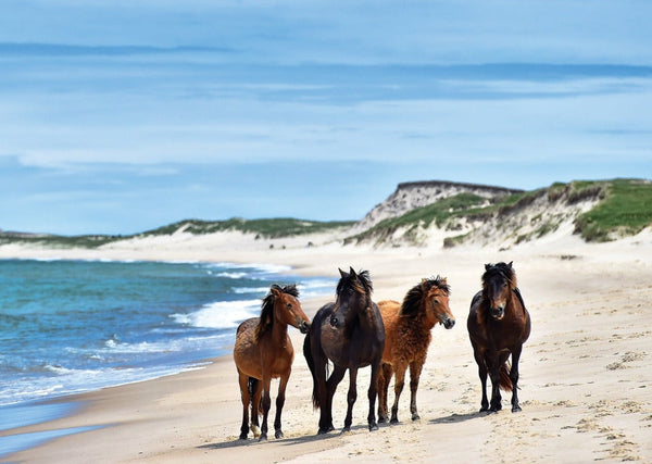 Eagle Eye Tours - Atlantic Island Odyssey