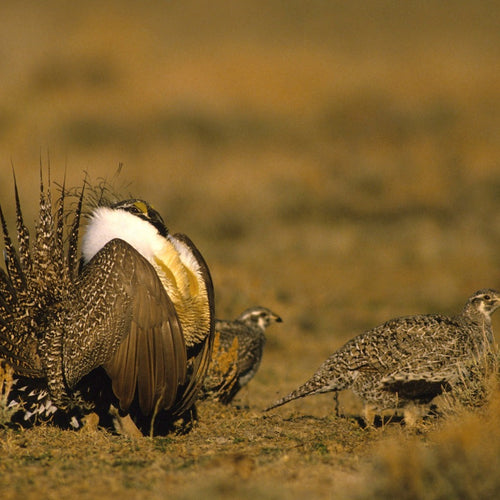 Colorado Grouse for Apr 14, 2026 to Apr 25, 2026