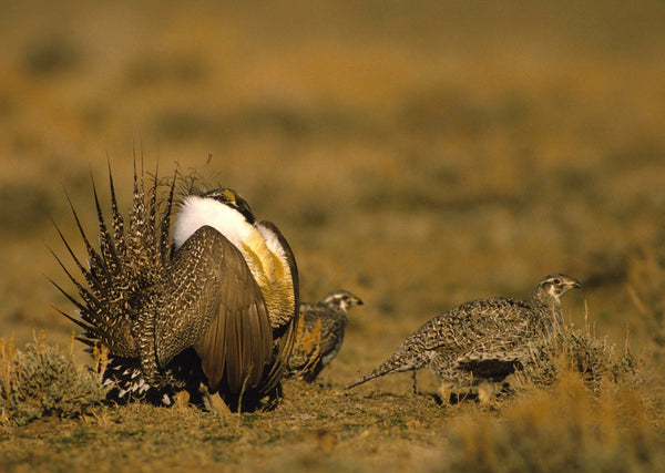 Eagle Eye Tours - Colorado Grouse