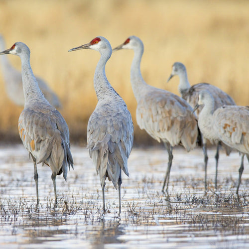 Saskatchewan Whooping Cranes with Canadian Geographic for Oct 5, 2025 to Oct 11, 2025