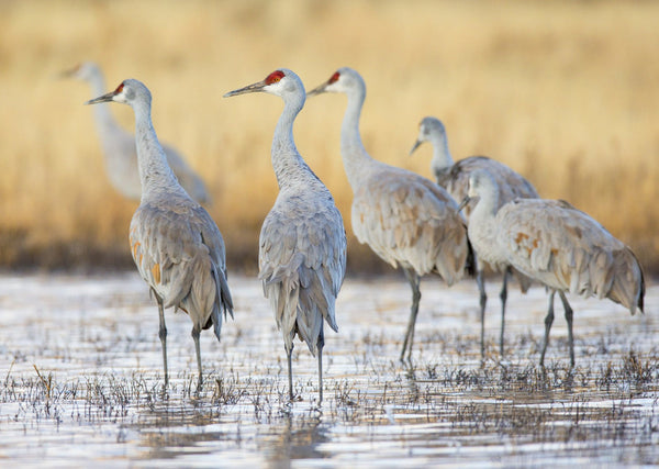 Eagle Eye Tours - Saskatchewan Whooping Cranes with Canadian Geographic