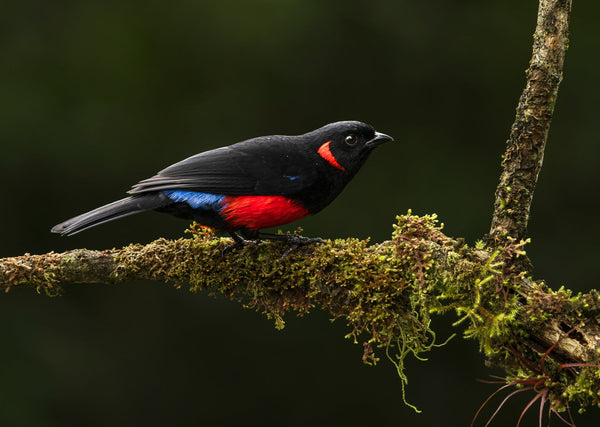 Eagle Eye Tours - Ecuador Bird Photography