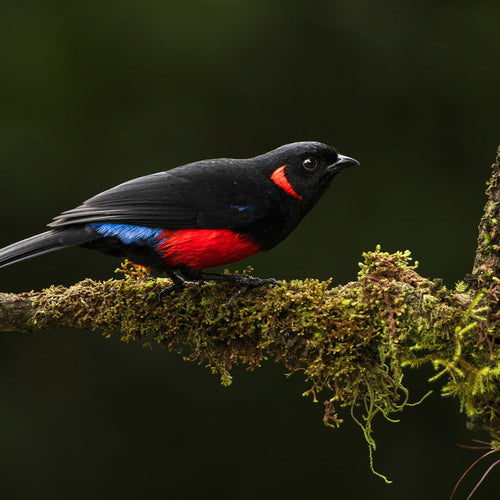 Ecuador Bird Photography for Apr 22, 2027 to May 5, 2027