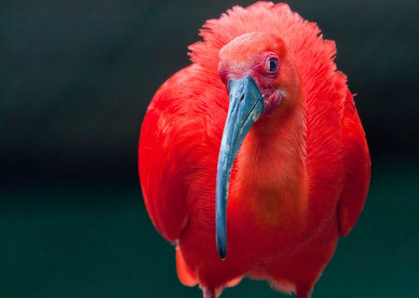 Eagle Eye Tours - Trinidad & Tobago Tour
