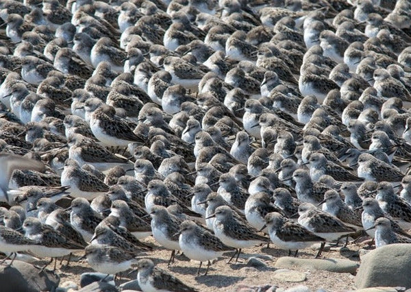 Eagle Eye Tours - New Brunswick & Grand Manan with Canadian Geographic
