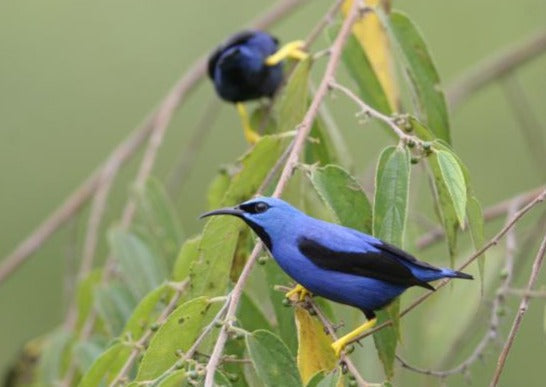 Eagle Eye Tours - Panama: Canal Zone & the Darien