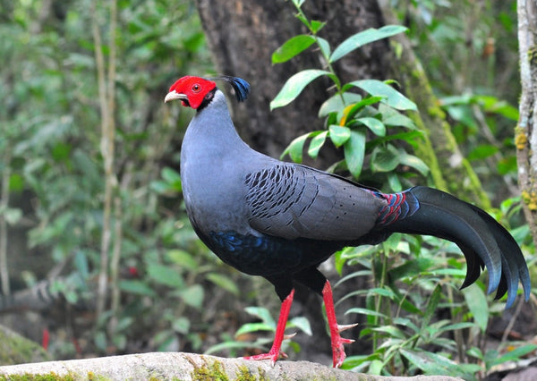 Eagle Eye Tours - Thailand Tour