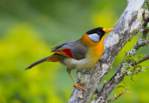Eagle Eye Tours - Malaysia Peninsula