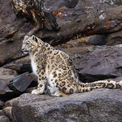 Mongolia: Snow Leopards & Birds for May 24, 2026 to Jun 7, 2026