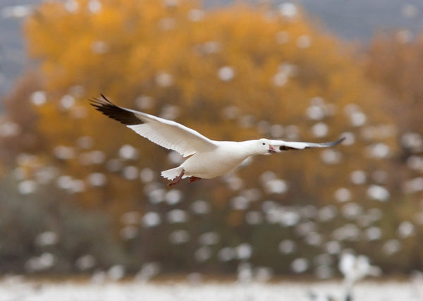 Eagle Eye Tours - Saskatchewan Cranes & Geese