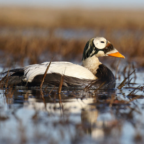 Alaska Birding for May 27, 2027 to Jun 8, 2027