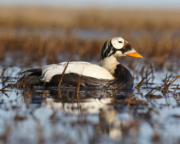 Eagle Eye Tours - Alaska Birding