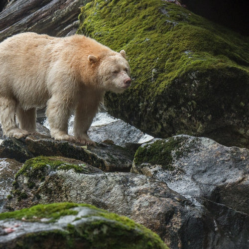 Great Bear Rainforest Sailing for Sep 20, 2026 to Sep 27, 2026