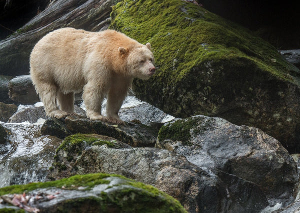 Eagle Eye Tours - Great Bear Rainforest Sailing