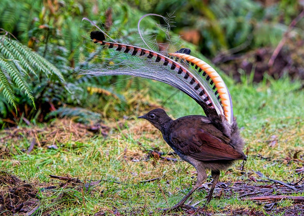 Eagle Eye Tours - Eastern Australia Tour