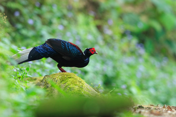 Eagle Eye Tours - Taiwan
