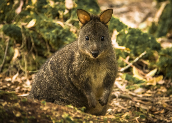 Eagle Eye Tours - Australia: Tasmania