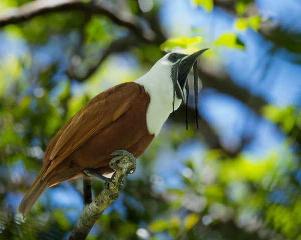 Eagle Eye Tours - Costa Rica North