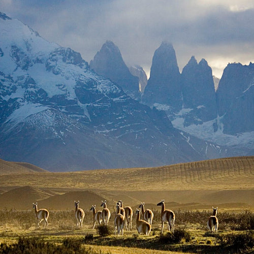 Patagonia Wildlife Safari for Nov 1, 2026 to Nov 14, 2026
