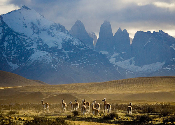 Eagle Eye Tours - Patagonia Wildlife Safari