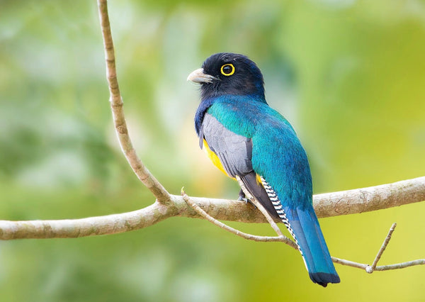 Eagle Eye Tours - Belize & Tikal