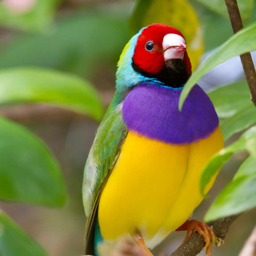 Tropical Australia Tour for Sep 11, 2026 to Sep 19, 2026