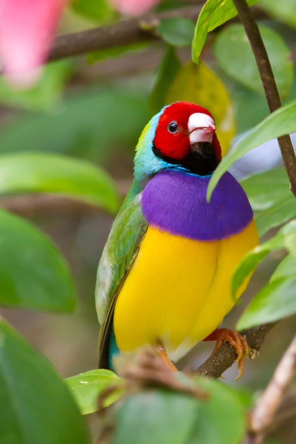 Eagle Eye Tours - Tropical Australia Tour