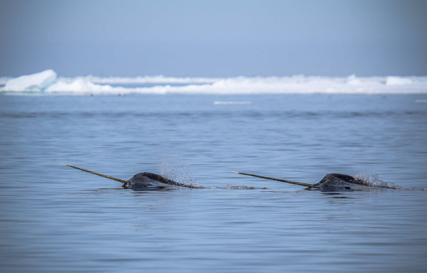 Eagle Eye Tours - Narwhals & Polar Bears: Arctic Bay