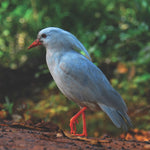 Western Pacific Odyssey Cruise for Mar 21 - Apr 18, 2024