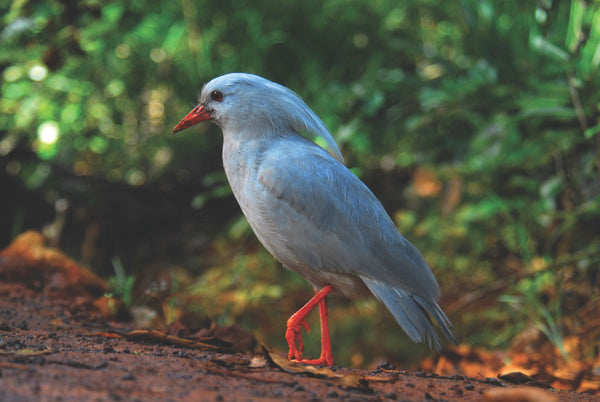 Eagle Eye Tours - Western Pacific Odyssey Cruise