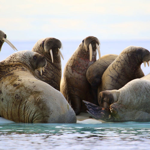 Walrus & Bowhead Whales tour for Jun 26, 2026 to Jul 2, 2026