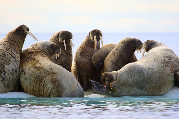 Eagle Eye Tours - Into the Northwest Passage Cruise