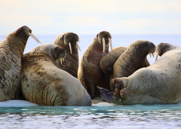 Eagle Eye Tours - Walrus & Bowhead Whales tour