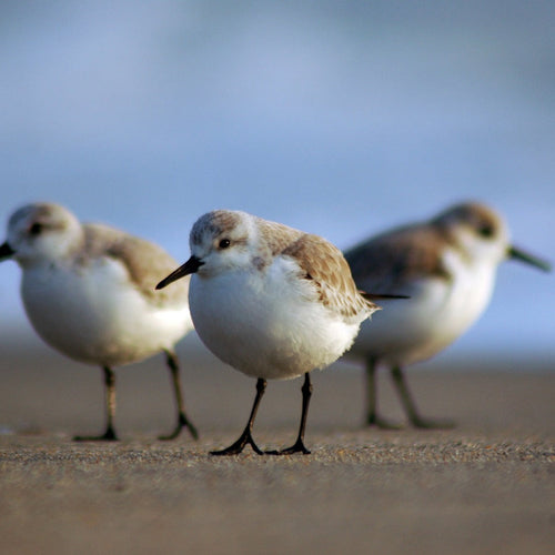British Columbia Shorebird Migration for Sep 8 - 12, 2023