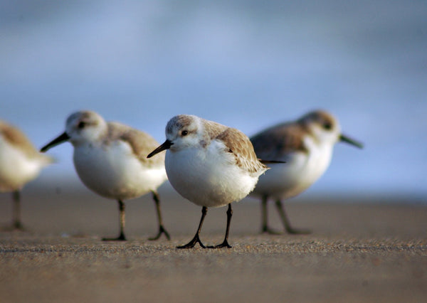 Eagle Eye Tours - British Columbia Shorebird Migration