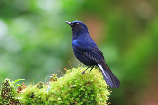 Eagle Eye Tours - Bhutan