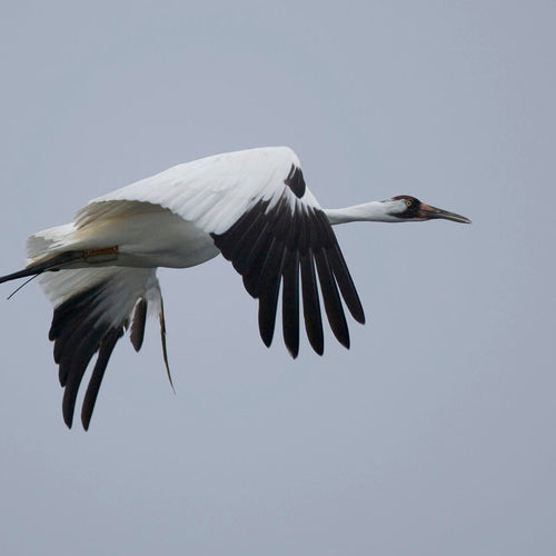 Saskatchewan Cranes & Geese for Oct 1, 2026 to Oct 6, 2026