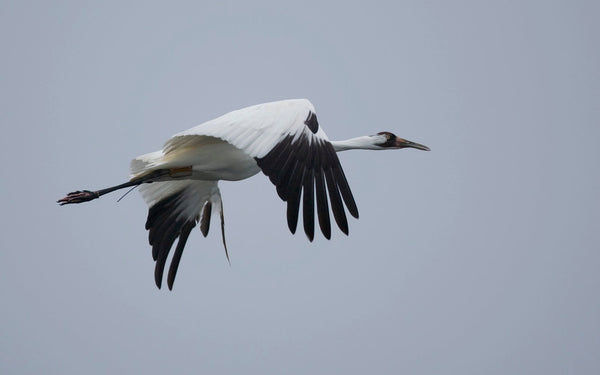 Eagle Eye Tours - Saskatchewan Cranes & Geese