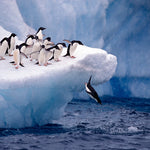 Crossing the Circle Cruise for Feb 19, 2027 to Mar 5, 2027
