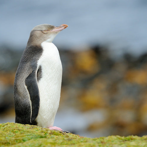 New Zealand: South Island & Stewart Islands for Nov 11, 2026 to Nov 25, 2026