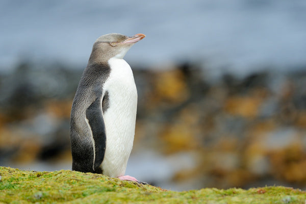Eagle Eye Tours - New Zealand: South Island & Stewart Islands