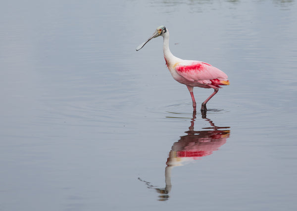 Eagle Eye Tours - Private Tour
