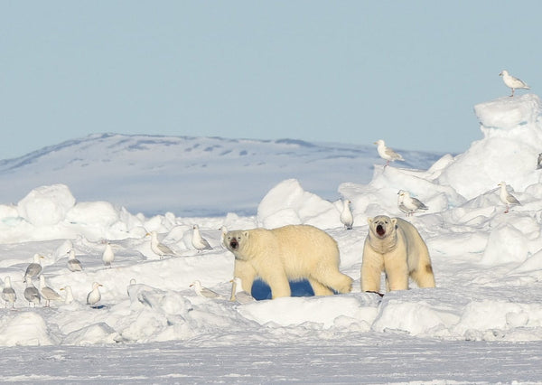 Eagle Eye Tours - Narwhals & Polar Bears: Pond Inlet