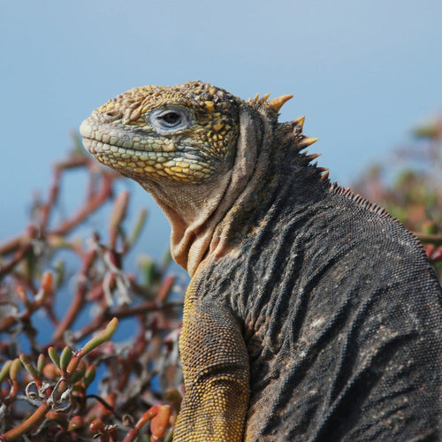 Galapagos Cruise for Feb 11, 2026 to Feb 19, 2026 / Luxury