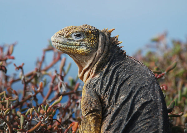 Eagle Eye Tours - Galapagos Cruise