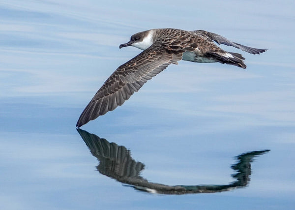 Eagle Eye Tours - New Brunswick & Grand Manan
