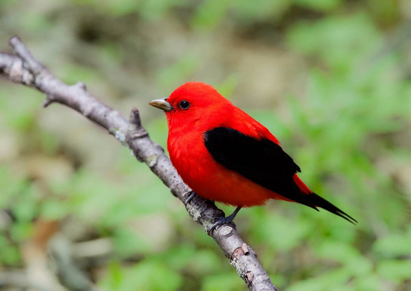 Eagle Eye Tours - Texas Spring Migration & Hill Country