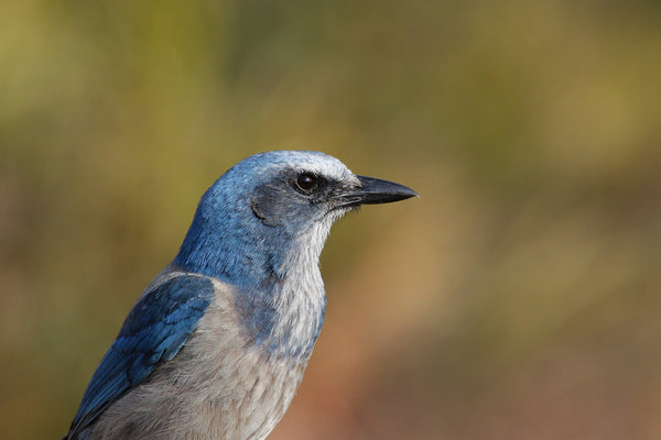 Eagle Eye Tours - Florida
